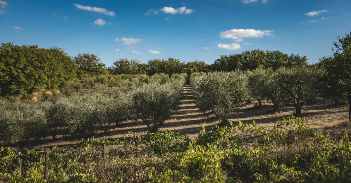 Cómo elegir el mejor aceite de oliva para tus recetas