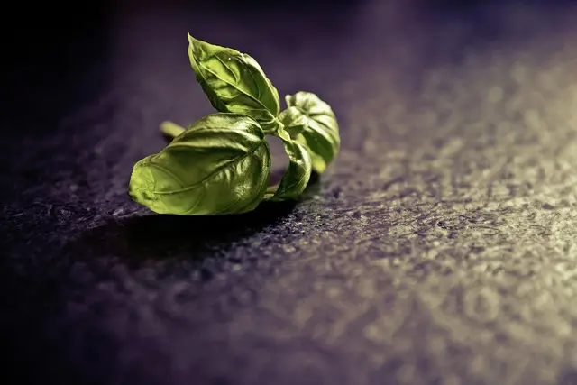 Todo lo que necesitas saber sobre los fermentados