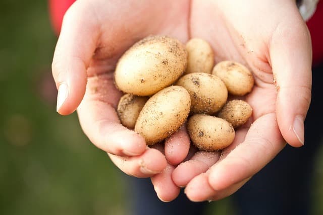 Tendencias culinarias para experimentar en 2026